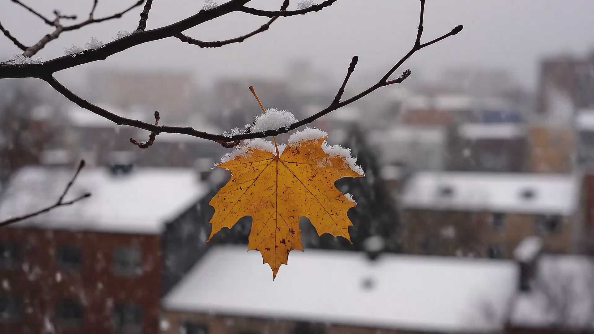 Charger la vidéo : C&#39;est le moment de ressortir les plaids : l&#39;hiver est la saison parfaite pour lire au coin du feu.